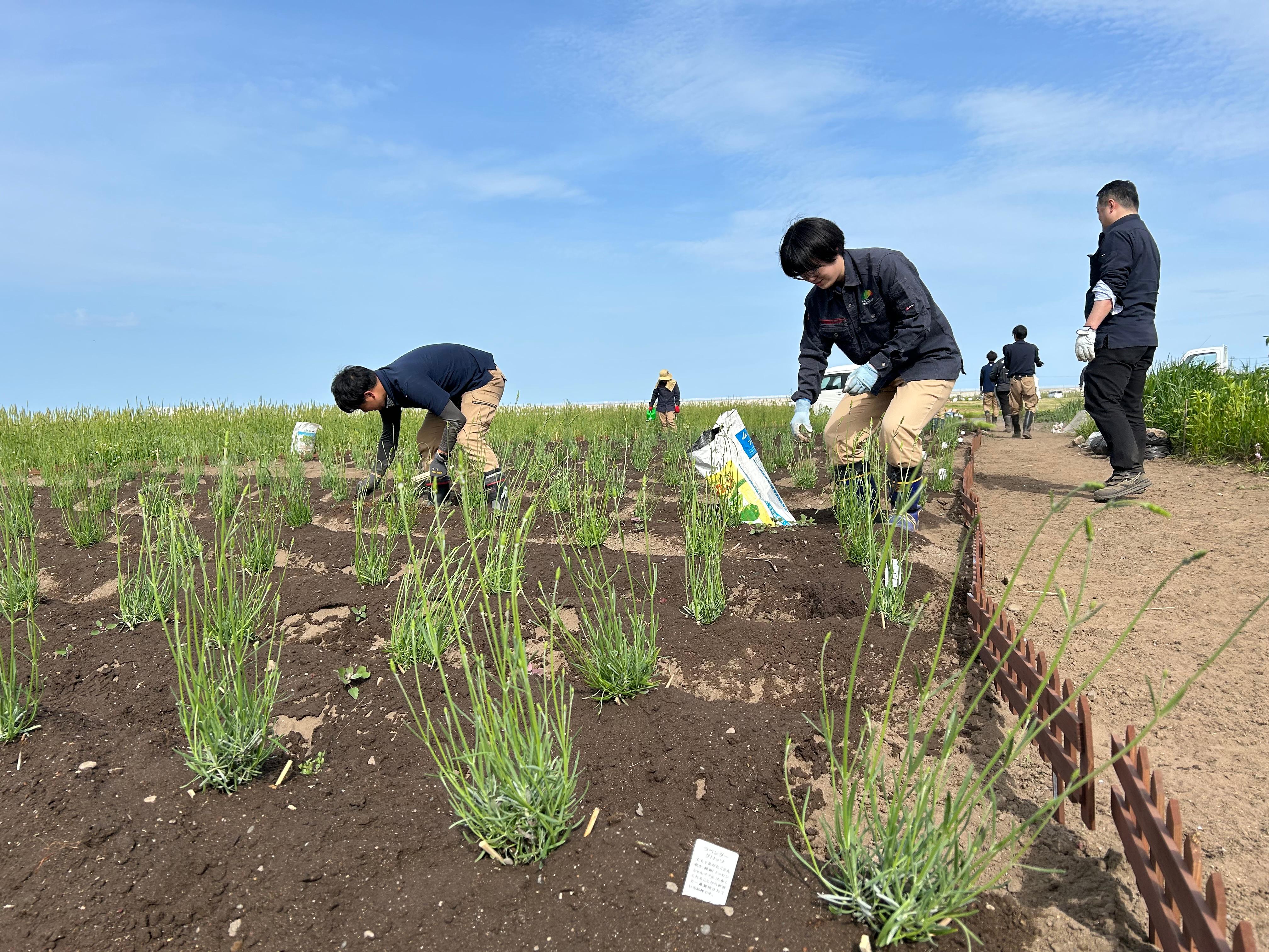 20260526　ラベンダー苗植え④